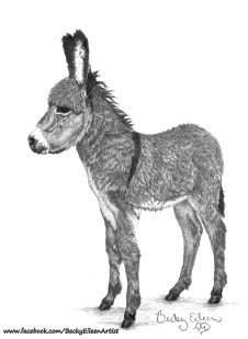 Baby Donkey Val 3 FB